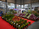Gardenia_12