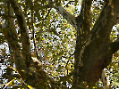 Gardenia_4
