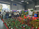 gardenia_33