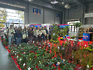 gardenia_35